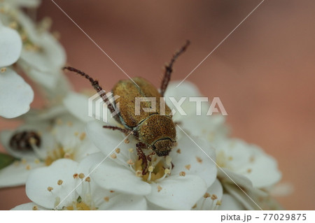 アシナガコガネ 77029875