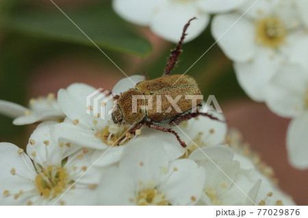 アシナガコガネ 77029876