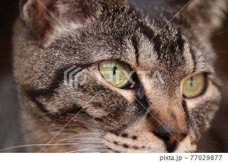 ネコの瞳に写る街並み 77029877