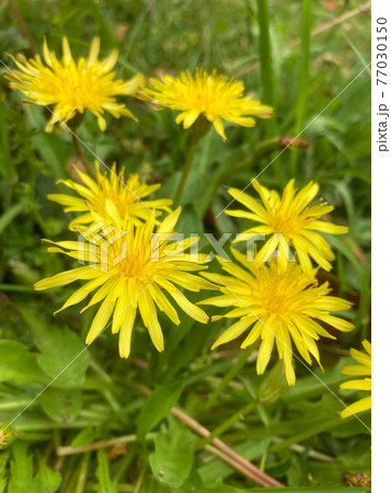 春の公園に咲く 黄色い花 タンポポの写真素材 [77030150] - PIXTA