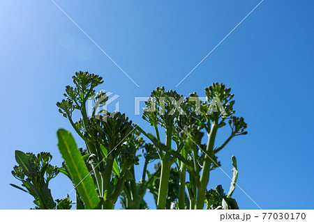 茎ブロッコリーの栽培 スティックセニョール アオリ 3月 家庭菜園の写真素材