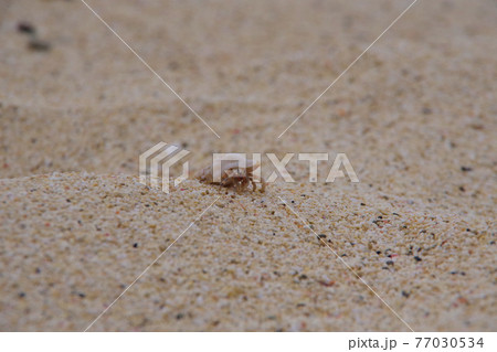砂浜を歩くヤドカリ 貝殻を背負って 砂浜を歩くヤドカリ 貝殻を背負って 77030534