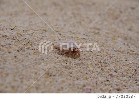 砂浜を歩くヤドカリ 貝殻を背負って 砂浜を歩くヤドカリ 貝殻を背負って 77030537