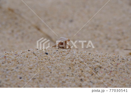 砂浜を歩くヤドカリ 貝殻を背負って 砂浜を歩くヤドカリ 貝殻を背負って 77030541
