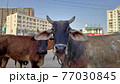 エサをもらうインドの牛 77030845