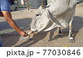 エサをもらうインドの牛 77030846