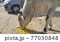 エサを食べるインドの牛 77030848