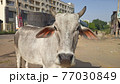 見つめるインドの牛 77030849