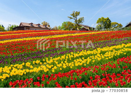 大阪の堺・緑のミュージアム ハーベストの丘のチューリップ畑 77030858