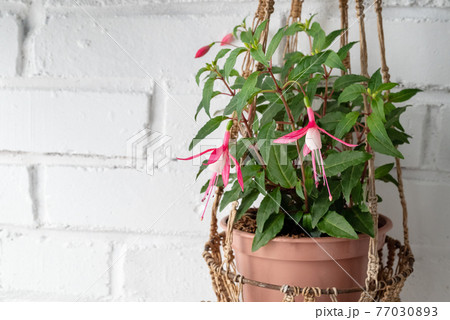Blooming Fuchsia plant hanging in wicker flowerpot Blooming Fuchsia plant hanging in wicker flowerpot 77030893