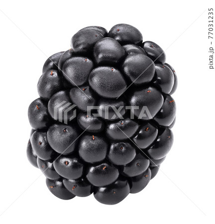 Blackberry macro isolate studio shot. Black berry isolated on white background. Dewberry closeup for packaging design. Whole single mulberry close up. Healthy organic food brambleberry 77031235