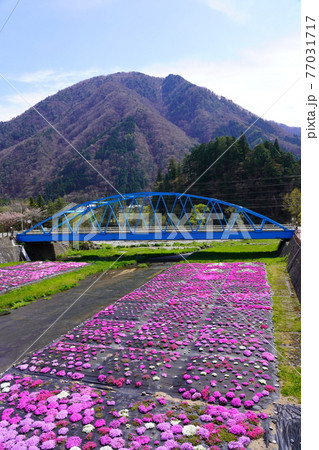 春の奥飛騨温泉郷栃尾の洞谷の芝桜 77031717