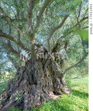 Closeup of ancient olive tree deformed trunk 77031903