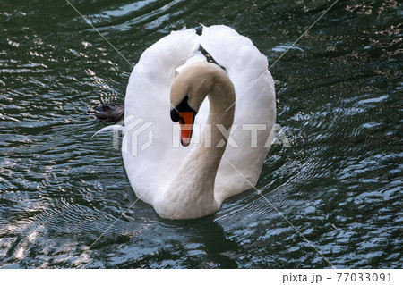 A graceful white swan swimming on a lake with dark green water. The white swan is reflected in the water A graceful white swan swimming on a lake with dark green water. The white swan is reflected in the water 77033091