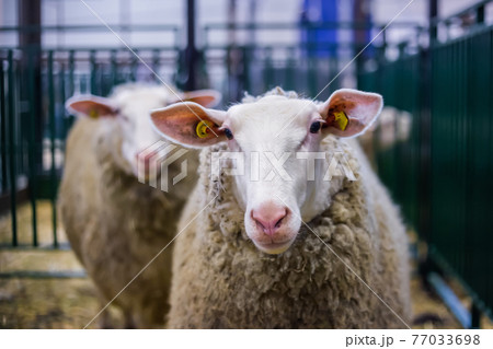 Portrait of funny cute sheep at animal exhibition, trade show - close up Portrait of funny cute sheep at animal exhibition, trade show - close up 77033698