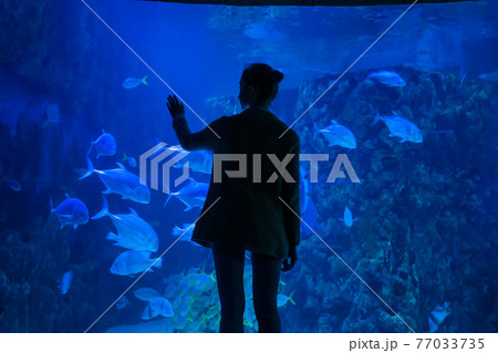 Woman silhouette looking at fish in large public aquarium tank Woman silhouette looking at fish in large public aquarium tank 77033735