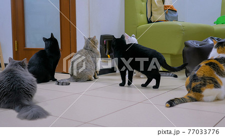 Few cats waiting meal time Few cats waiting meal time 77033776