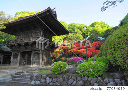 4月　川崎189等覚院山門(仁王門)とツツジ植栽 77034059