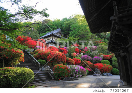 4月　川崎182神木山等覚院本堂とツツジ植栽 77034067