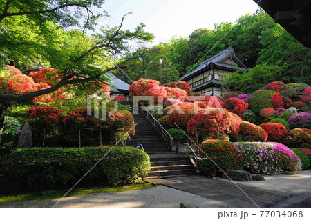 4月　川崎181神木山等覚院本堂とツツジ植栽 77034068
