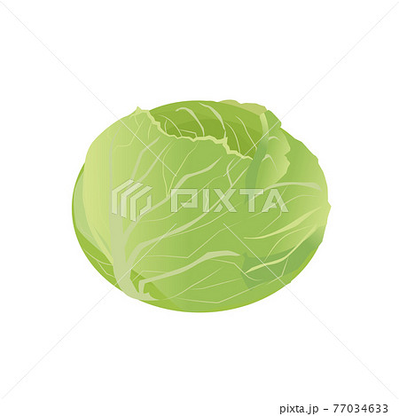 キャベツ 77034633