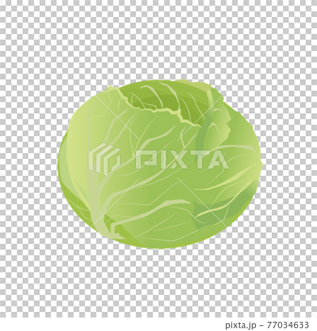 キャベツ 77034633