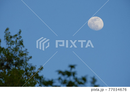 夕方の月（13夜月、月齢12）樹木あり・2021年4月24日 77034676