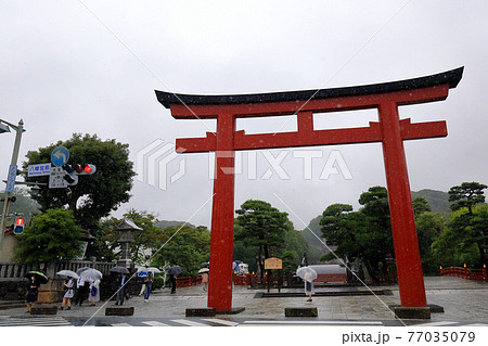 神奈川県　 雨の鎌倉　鶴岡八幡宮　6月　大鳥居 77035079