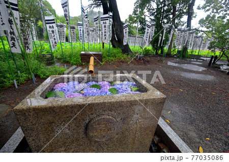 神奈川県　 雨の鎌倉　鶴岡八幡宮　6月　旗上弁財天社 77035086