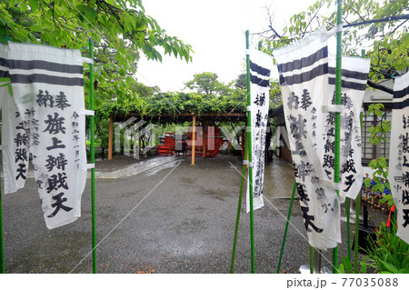 神奈川県　 雨の鎌倉　鶴岡八幡宮　6月　旗上弁財天社 77035088