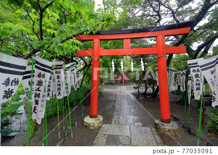 神奈川県 雨の鎌倉 鶴岡八幡宮 6月 旗上弁財天社の写真素材