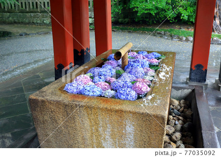 神奈川県　 雨の鎌倉　鶴岡八幡宮　6月　手水舎 77035092