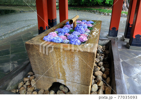 神奈川県 雨の鎌倉 鶴岡八幡宮 6月 手水舎 神奈川県 雨の鎌倉 鶴岡八幡宮 6月 手水舎 77035093