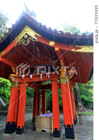 神奈川県 雨の鎌倉 鶴岡八幡宮 6月 手水舎の写真素材