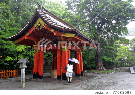 神奈川県 雨の鎌倉 鶴岡八幡宮 6月 手水舎 神奈川県 雨の鎌倉 鶴岡八幡宮 6月 手水舎 77035098