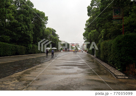 神奈川県　 雨の鎌倉　鶴岡八幡宮　6月　参道 77035099