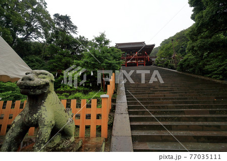 神奈川県 雨の鎌倉 鶴岡八幡宮 6月 大石段 神奈川県 雨の鎌倉 鶴岡八幡宮 6月 大石段 77035111