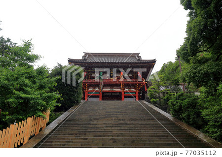 神奈川県　 雨の鎌倉　鶴岡八幡宮　6月　大石段 77035112