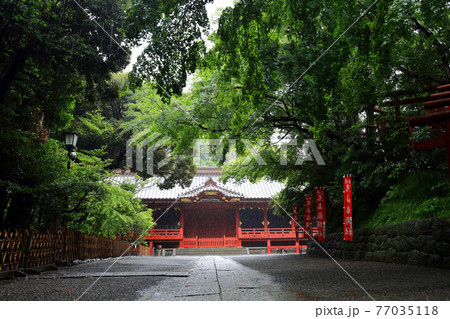 神奈川県　 雨の鎌倉　鶴岡八幡宮　6月　上宮 77035118