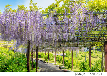 藤 (4月　晴れ) 77035212