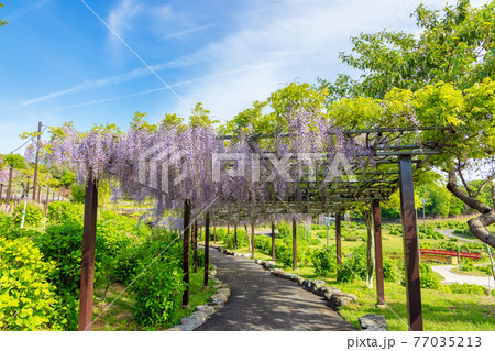 藤 (4月 晴れ) 藤 (4月 晴れ) 77035213