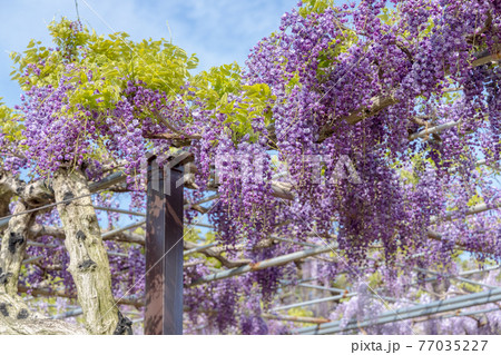 藤 (4月 晴れ) 藤 (4月 晴れ) 77035227