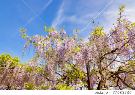 藤 (4月 晴れ) 藤 (4月 晴れ) 77035230