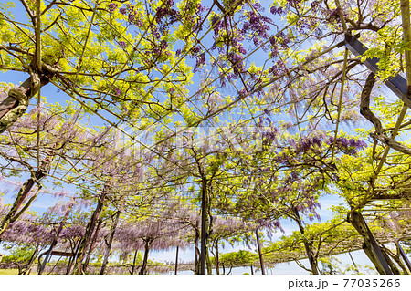 藤 (4月　晴れ) 77035266