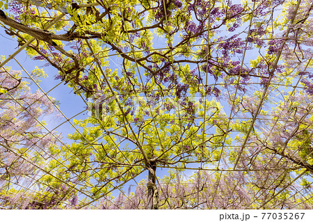 藤 (4月　晴れ) 77035267