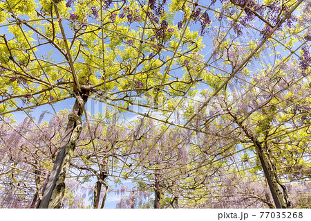 藤 (4月 晴れ) 藤 (4月 晴れ) 77035268