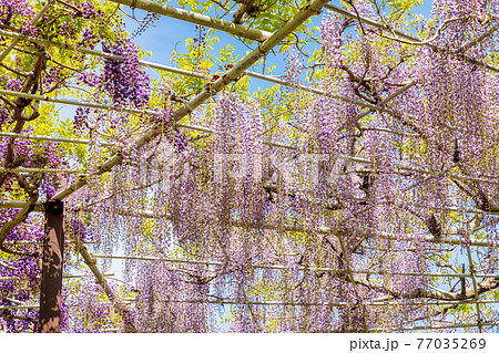 藤 (4月 晴れ) 藤 (4月 晴れ) 77035269