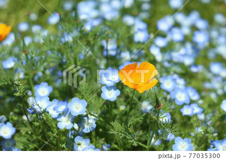 生い茂るネモフィラとオレンジの花 生い茂るネモフィラとオレンジの花 77035300