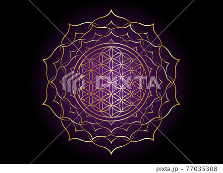 Flower of Life, Yantra Mandala in the lotus flower, Sacred Geometry. Bright golden symbol of harmony and balance. Mystical gold talisman, vector isolated on black and purple background Flower of Life, Yantra Mandala in the lotus flower, Sacred Geometry. Bright golden symbol of harmony and balance. Mystical gold talisman, vector isolated on black and purple background 77035308