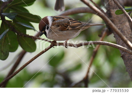 スズメ10 77035530